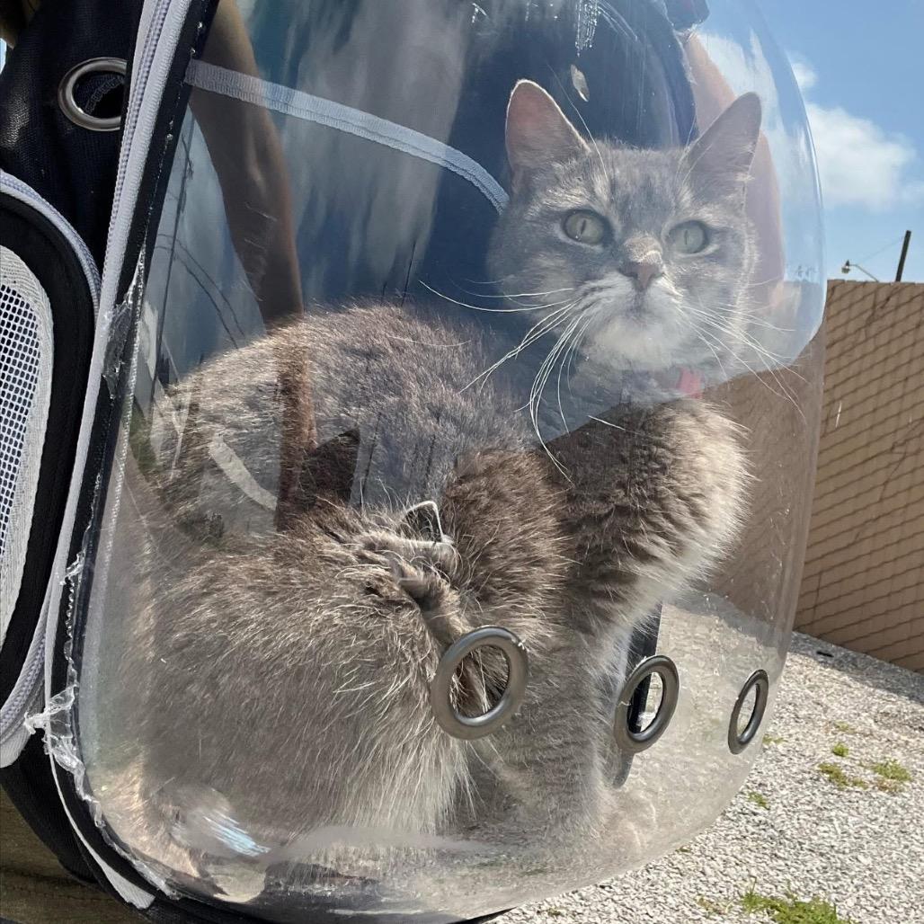 Enlarge Grace, a Adoptable Domestic Short Hair in Mount Vernon, IN image 5/6