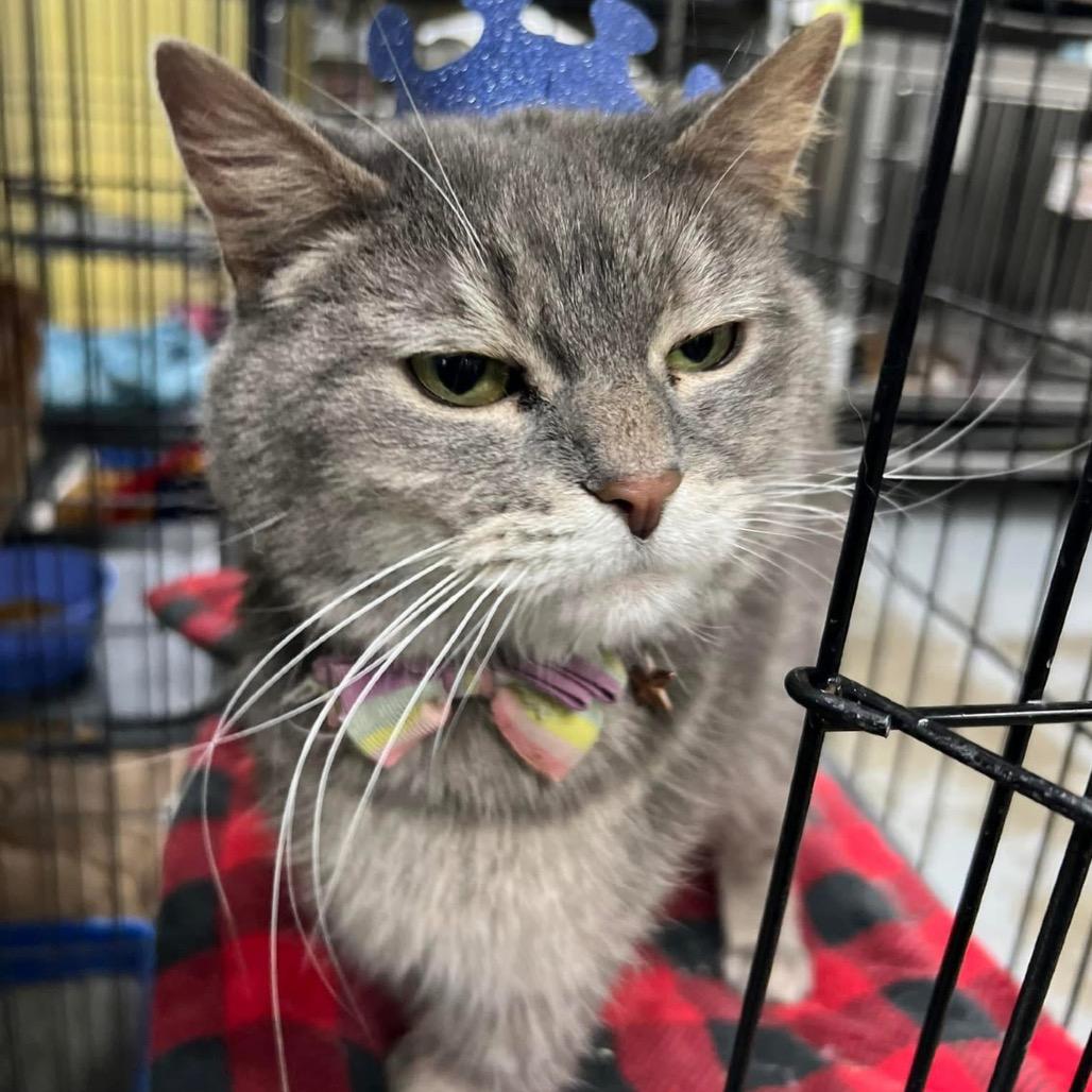 Enlarge Grace, a Adoptable Domestic Short Hair in Mount Vernon, IN image 6/6