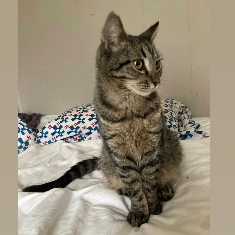 Tate, a Adoptable mixed breed in Pittstown, NJ image 3/5