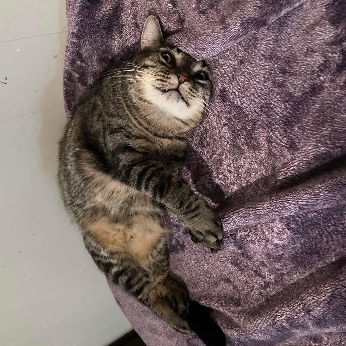 Tate, a Adoptable mixed breed in Pittstown, NJ image 5/5