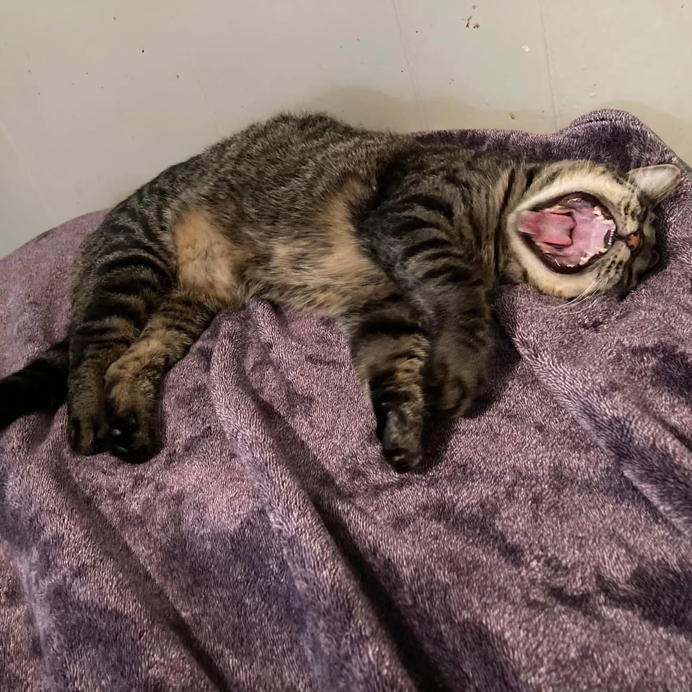 Tate, Adoptable, Kitten Male Domestic Short Hair & Tabby.