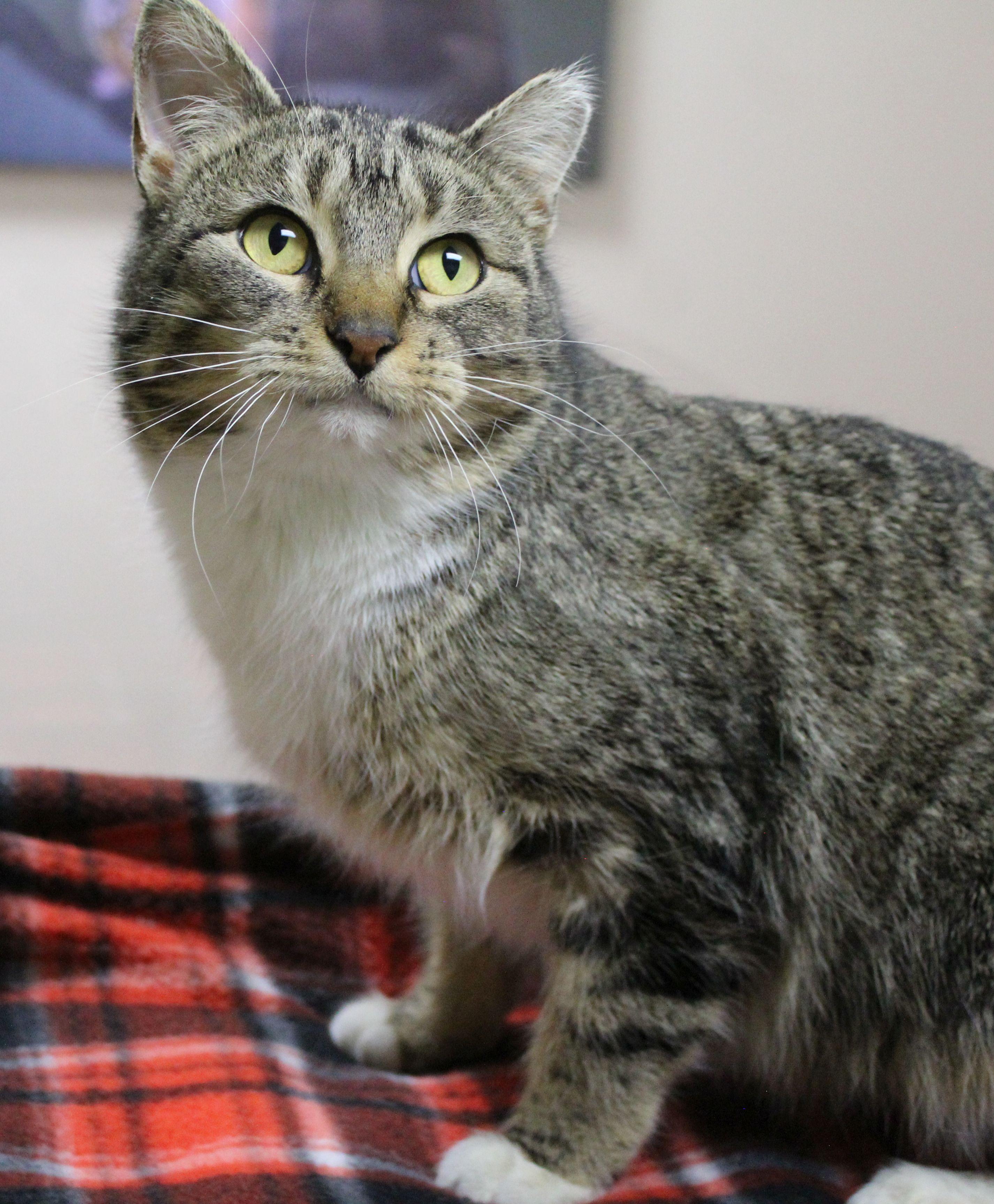 Maeve, ADOPTABLE, Adult Female Domestic Short Hair.