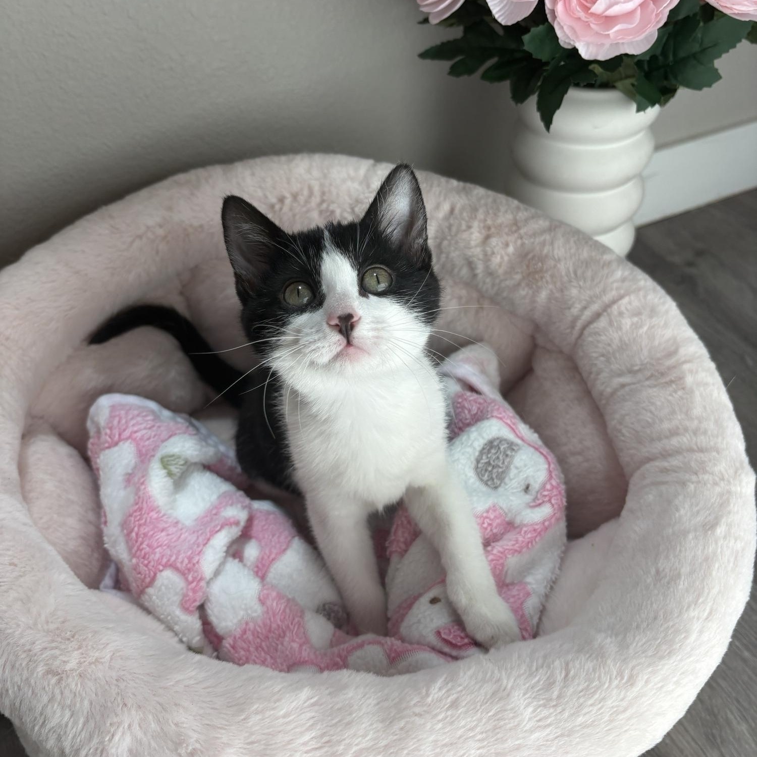 Enlarge Panda, a ADOPTABLE Domestic Short Hair in Davis, CA image 5/6