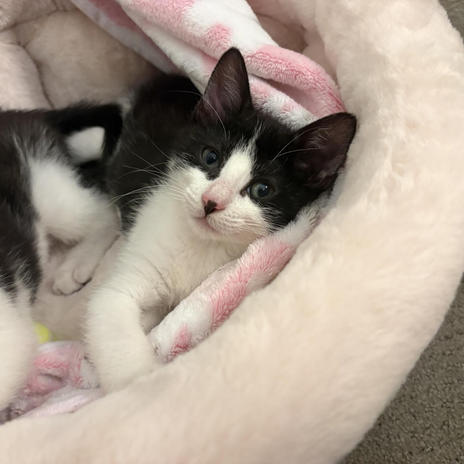 Enlarge Panda, a ADOPTABLE Domestic Short Hair in Davis, CA image 1/6