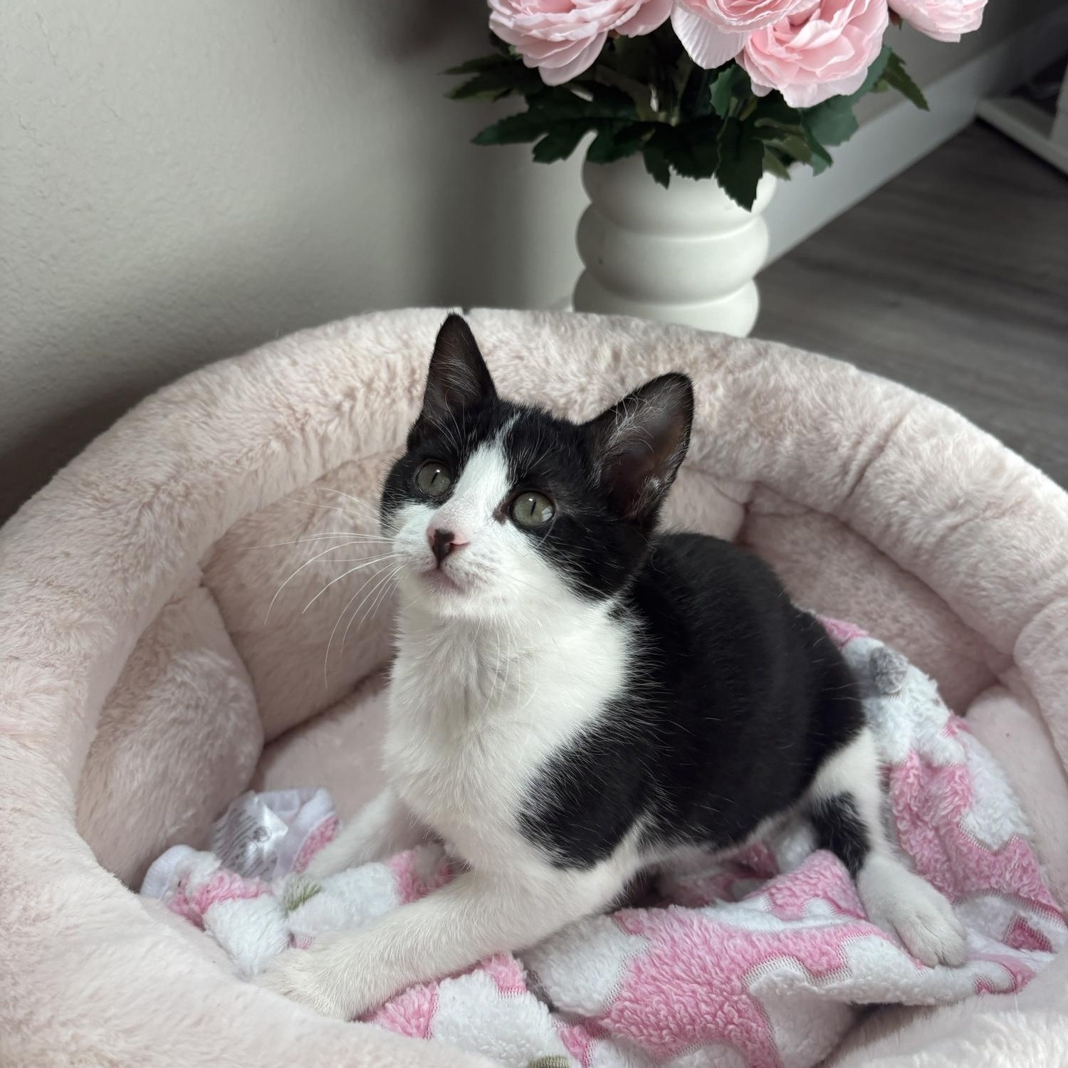 Enlarge Panda, a ADOPTABLE Domestic Short Hair in Davis, CA image 3/6