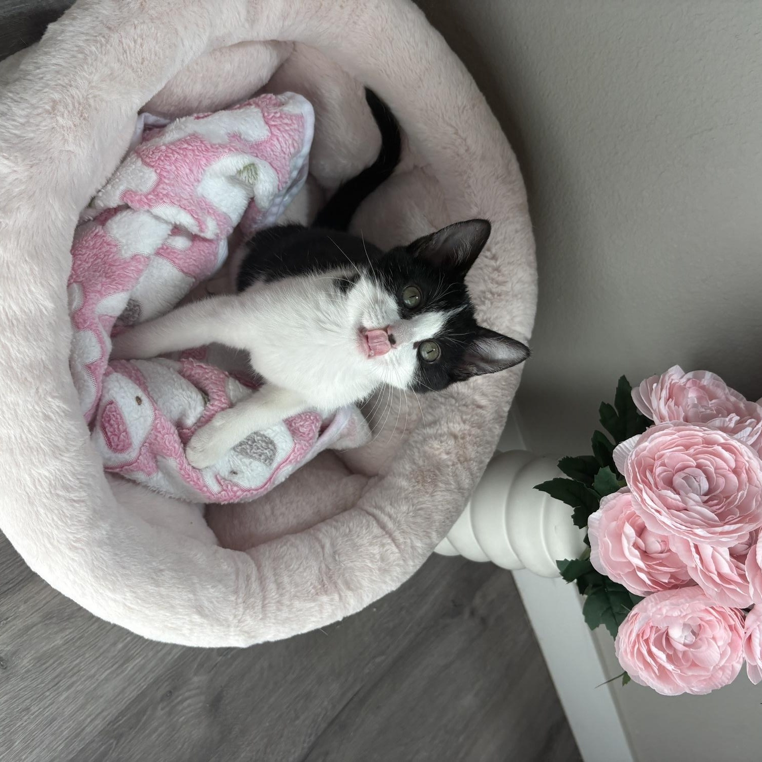 Enlarge Panda, a ADOPTABLE Domestic Short Hair in Davis, CA image 2/6