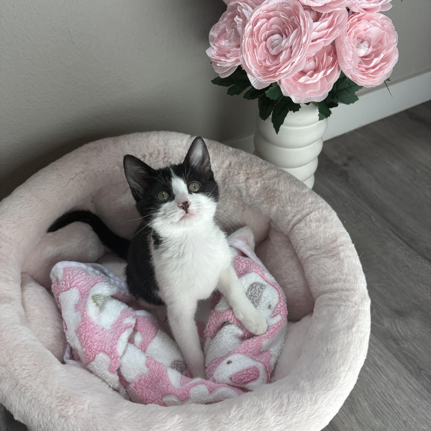 Enlarge Panda, a ADOPTABLE Domestic Short Hair in Davis, CA image 4/6