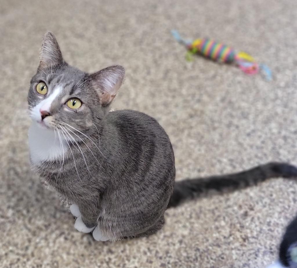 Frosty McMittens, Adoptable, Adult Female Domestic Short Hair.