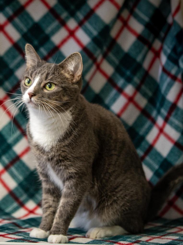 Enlarge Frosty McMittens, a Adoptable mixed breed in Fremont, OH image 4/5