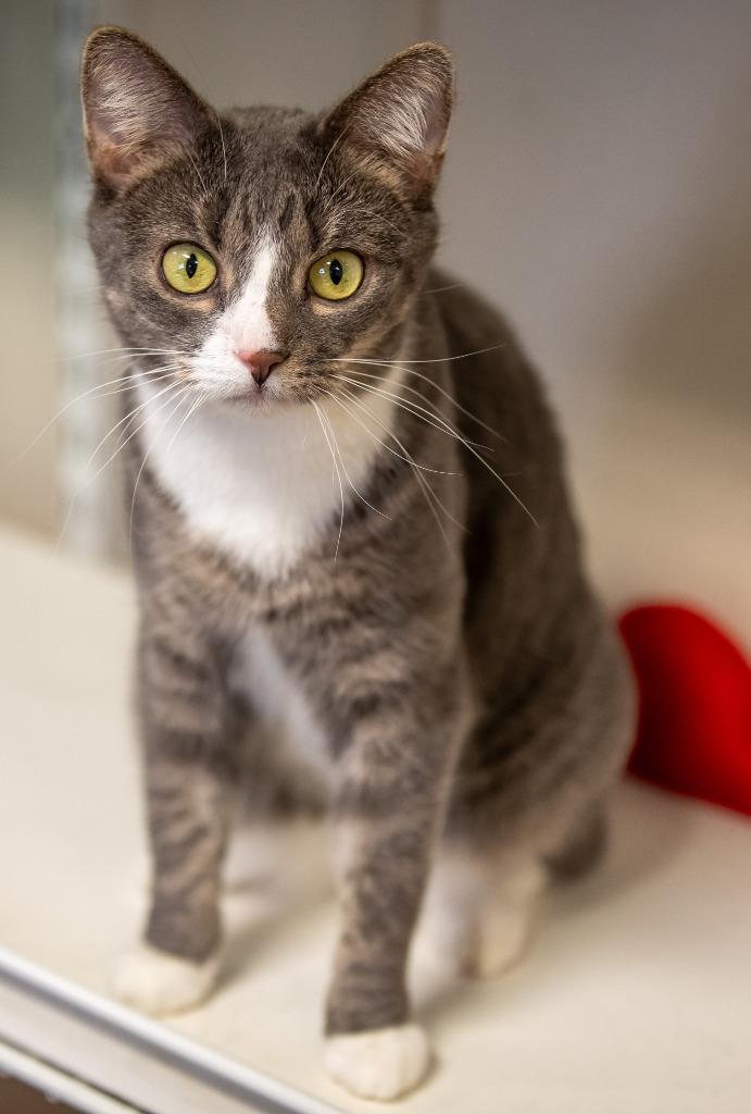 Enlarge Frosty McMittens, a Adoptable mixed breed in Fremont, OH image 5/5