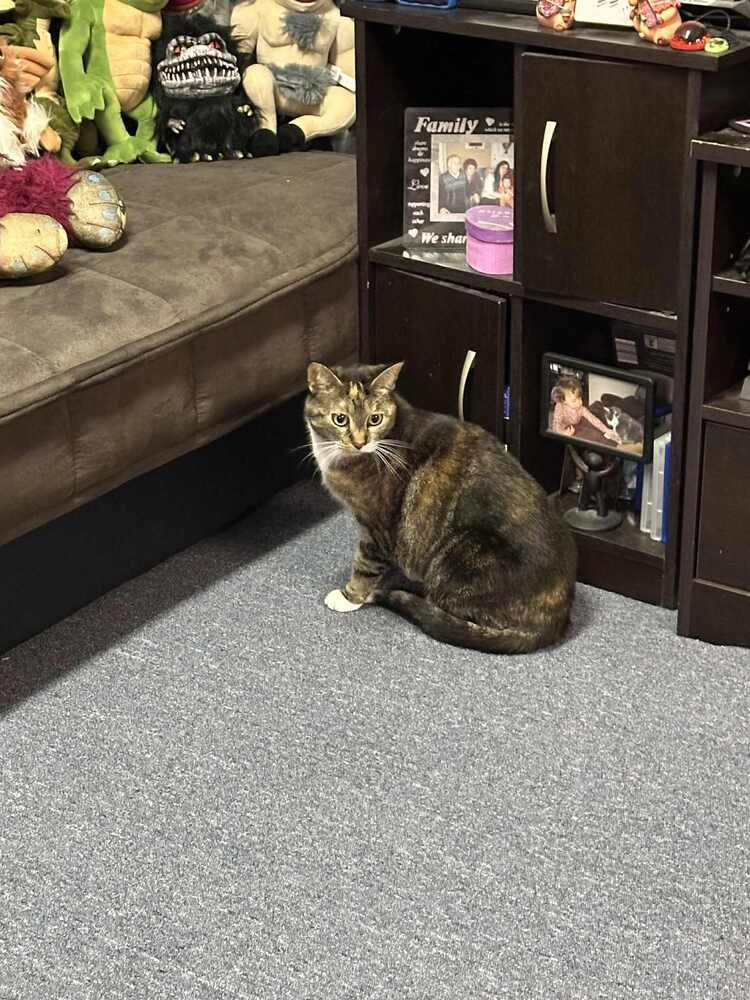 Enlarge Tiki, a Adoptable Domestic Short Hair in Patchogue, NY image 2/6