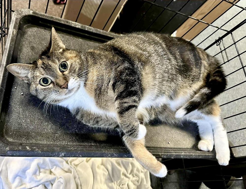 Enlarge Tiki, a Adoptable Domestic Short Hair in Patchogue, NY image 3/6