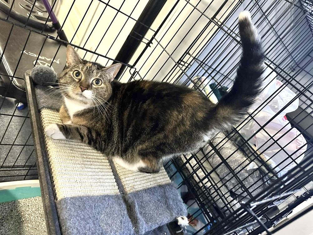 Enlarge Tiki, a Adoptable Domestic Short Hair in Patchogue, NY image 4/6