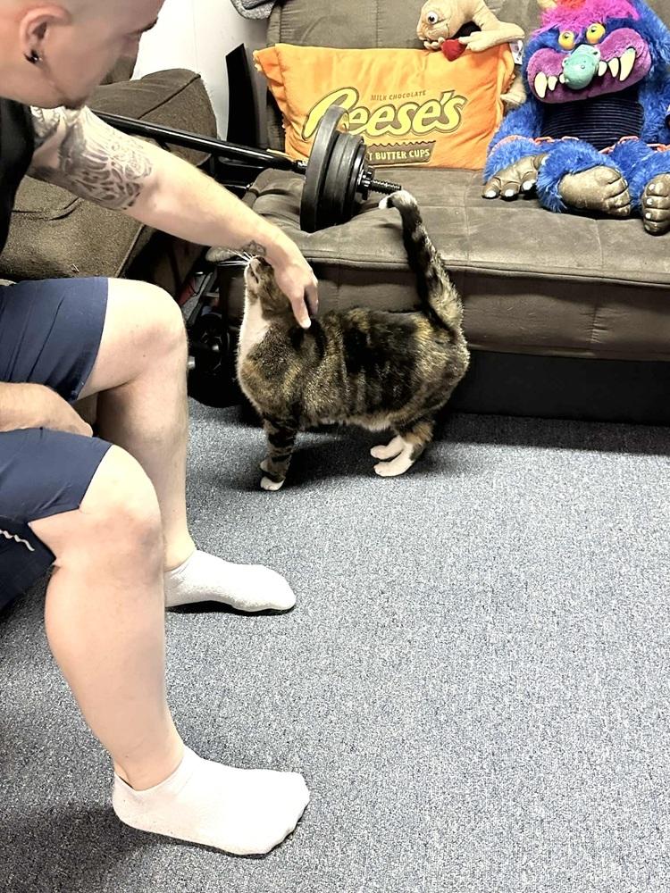 Enlarge Tiki, a Adoptable Domestic Short Hair in Patchogue, NY image 5/6