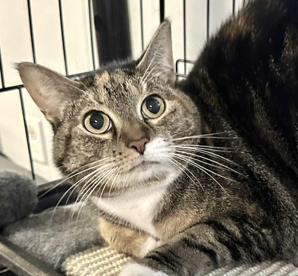 Enlarge Tiki, a Adoptable Domestic Short Hair in Patchogue, NY image 6/6