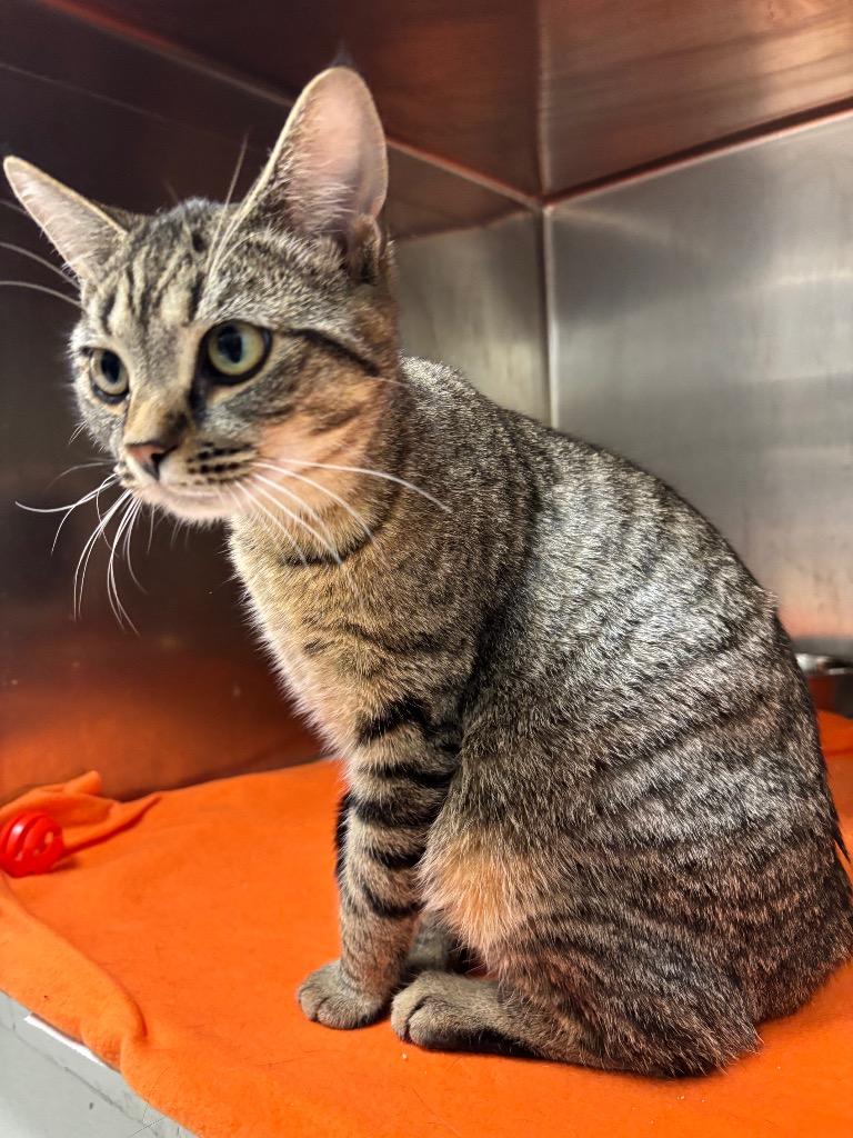 Blaze — thumbnail 2