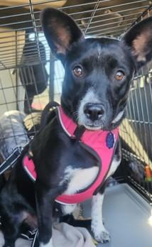 Nova, Adoptable, Young Female Australian Cattle Dog / Blue Heeler.