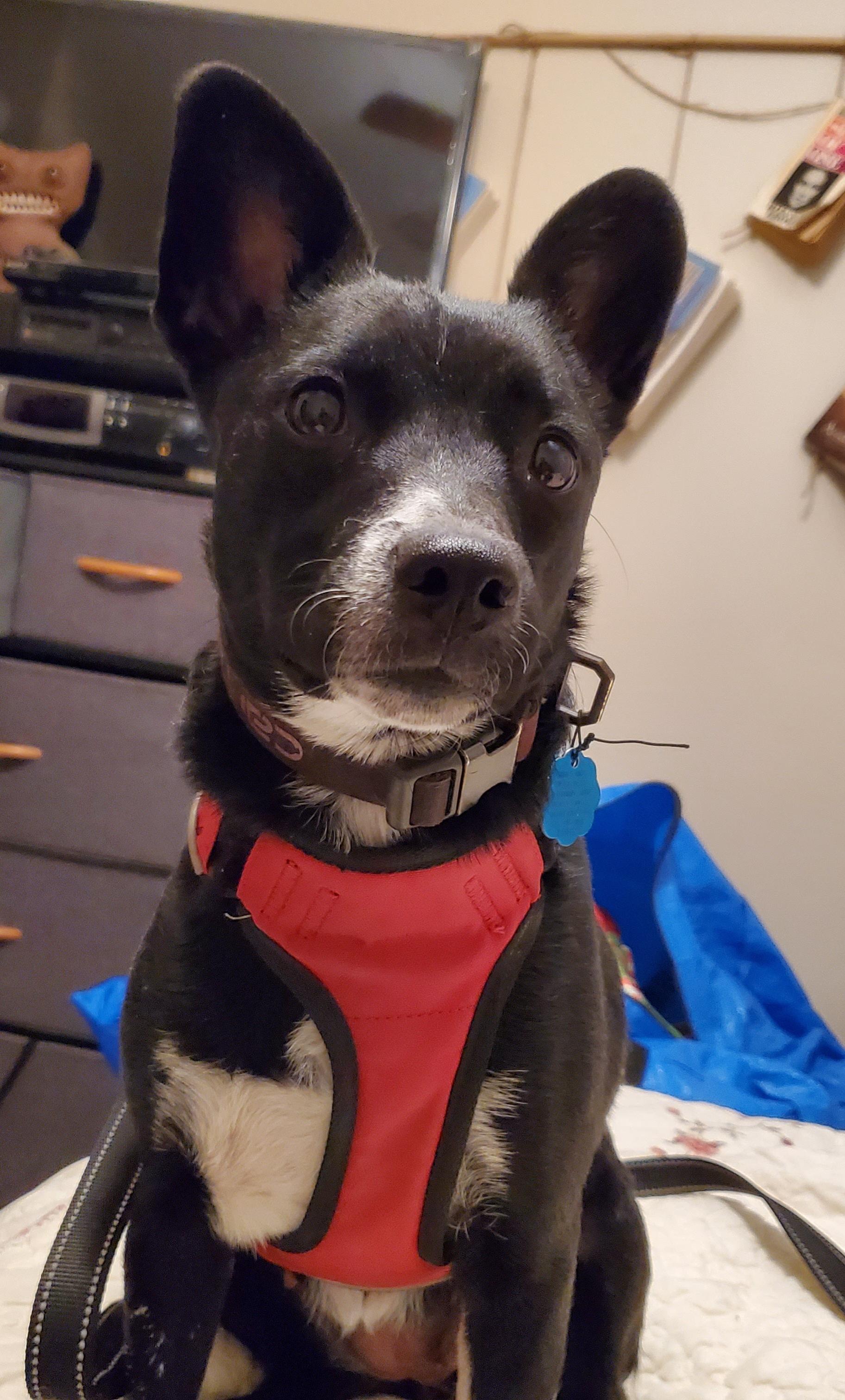 Nova