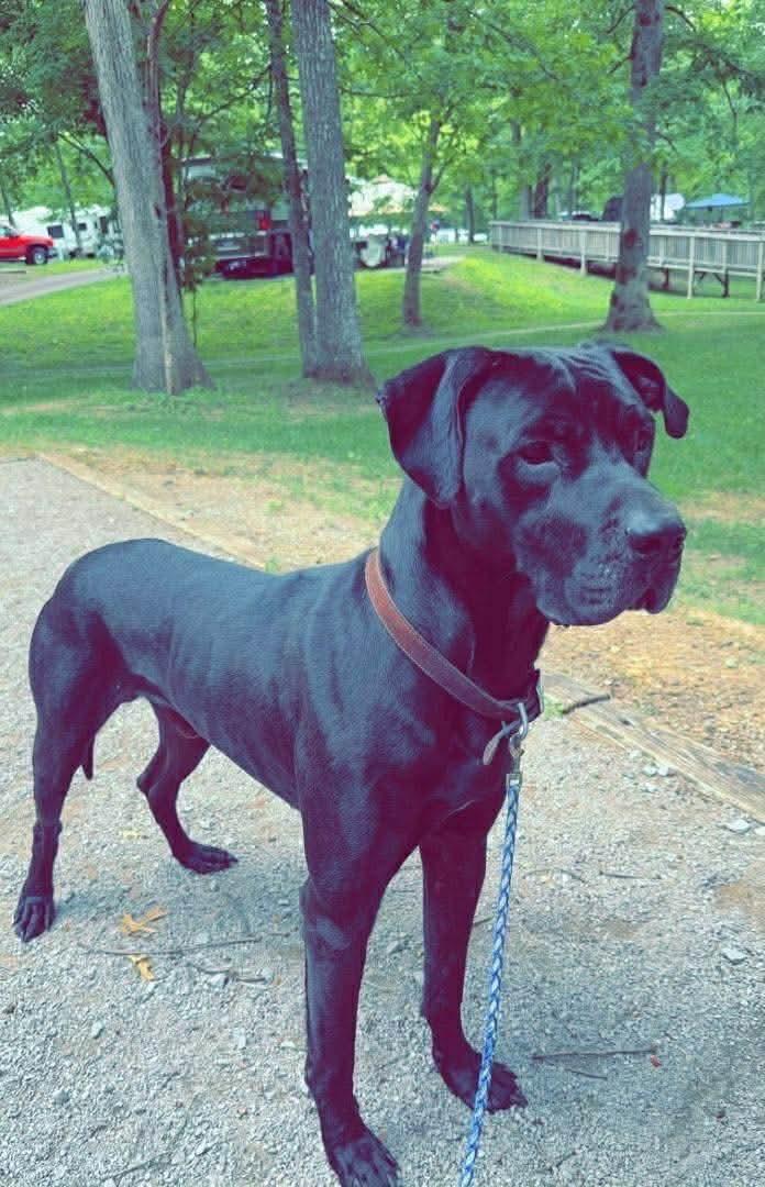 Enlarge Snoop, a Adoptable mixed breed in Knoxville, TN image 1/1