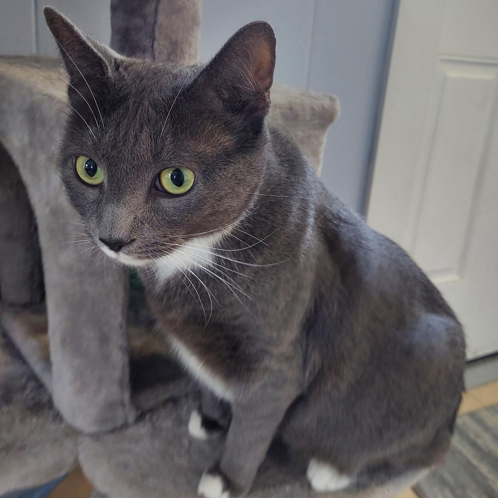 Nyx, a Adoptable Domestic Short Hair in Warwick, RI image 3/4
