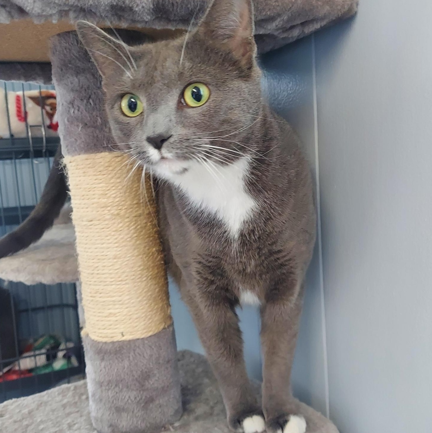Nyx, Adoptable, Young Female Domestic Short Hair.