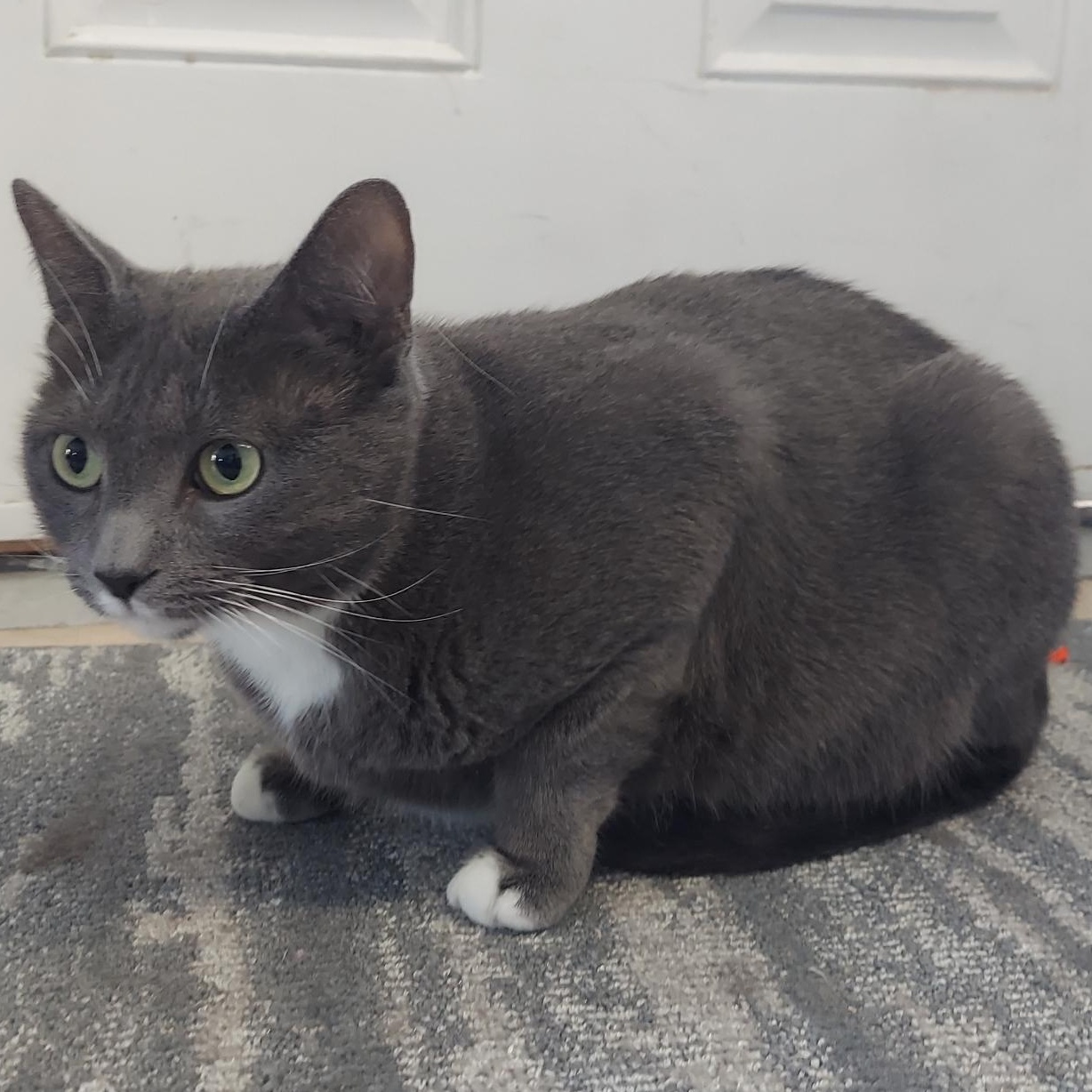 Nyx, a Adoptable Domestic Short Hair in Warwick, RI image 4/4