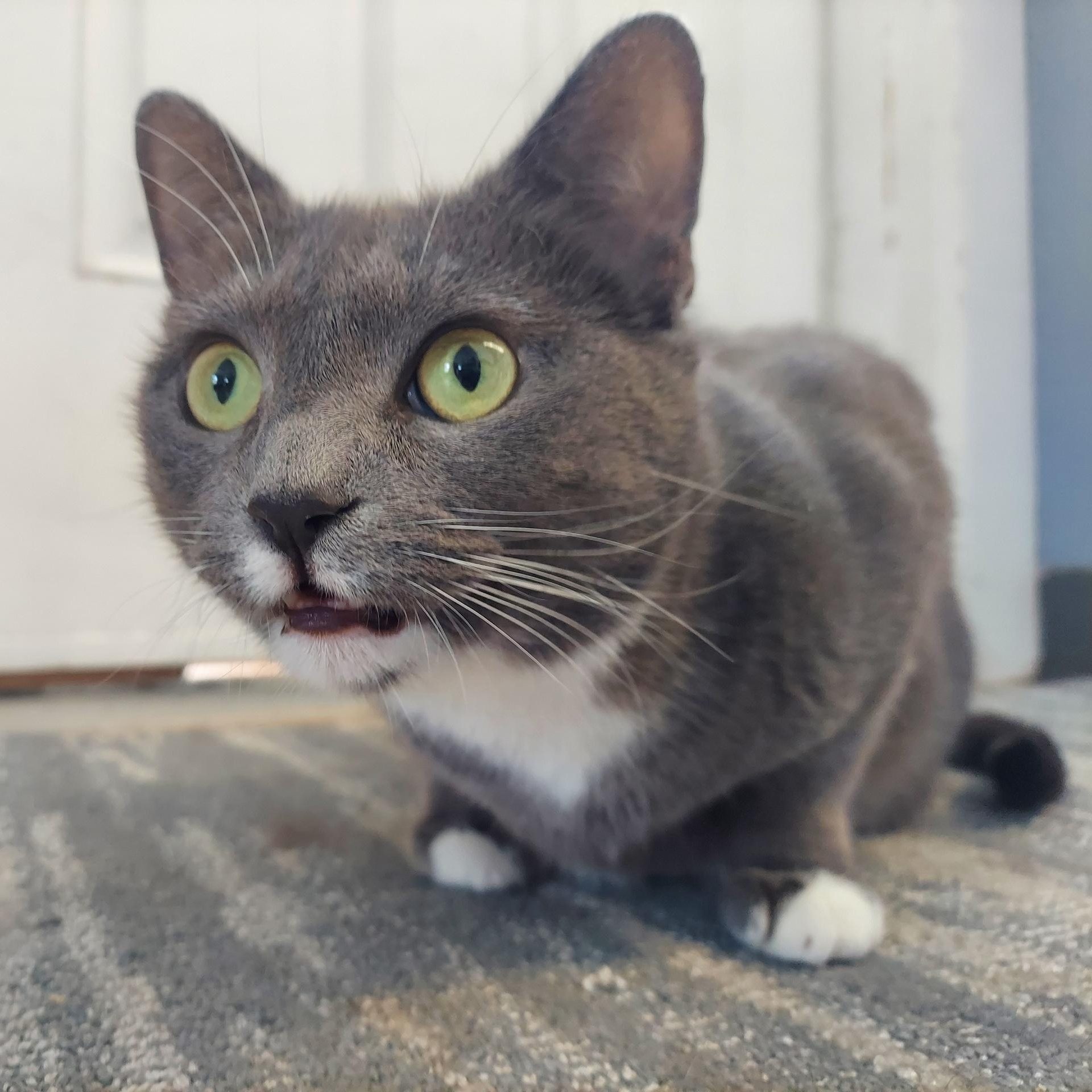 Nyx, a Adoptable Domestic Short Hair in Warwick, RI image 2/4