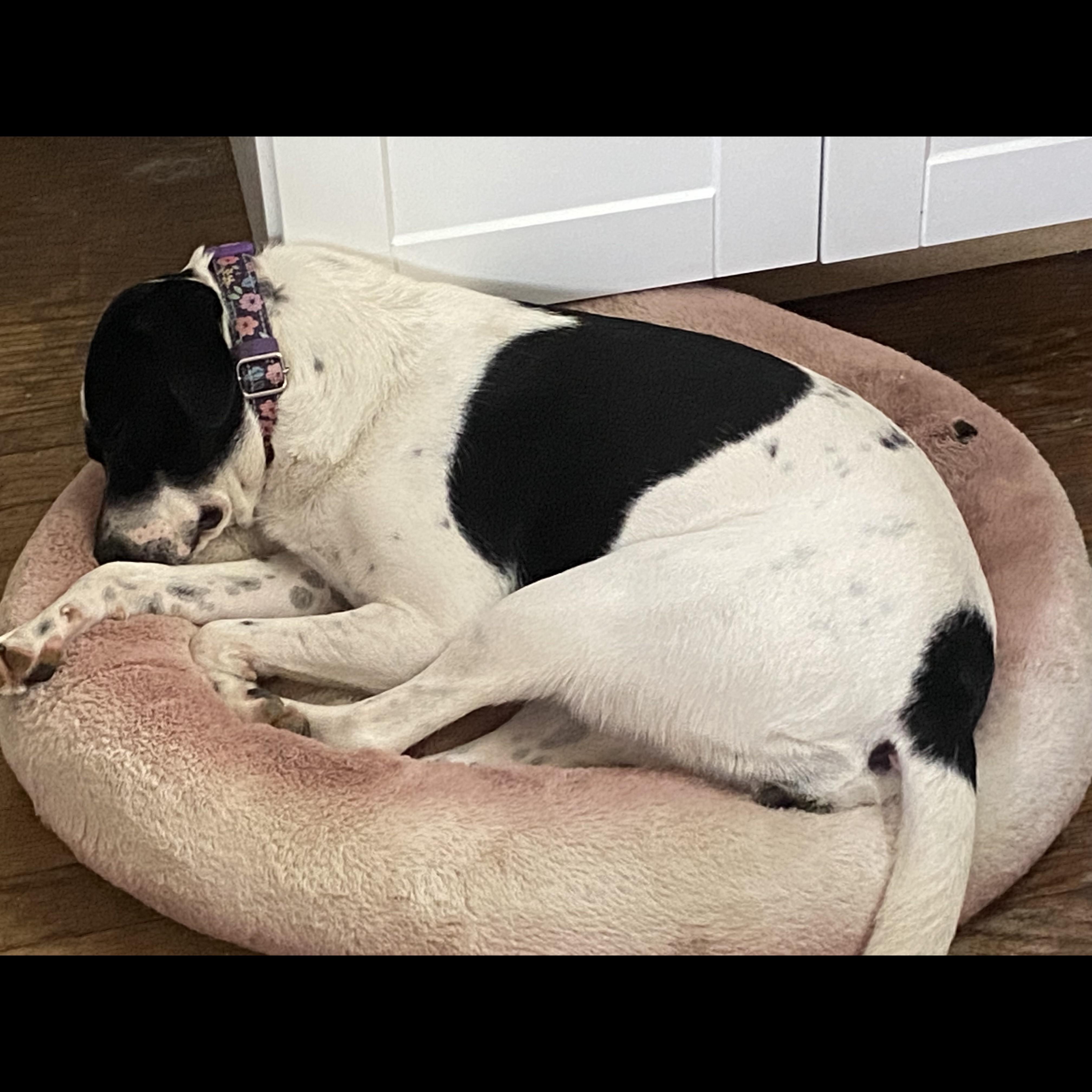 Jeri Moo, Adoptable, Young Female Jack Russell Terrier & English Springer Spaniel.