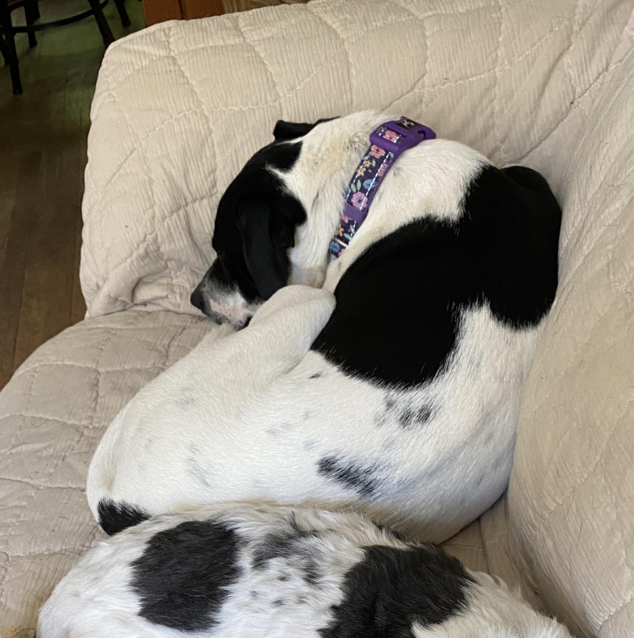 Enlarge Jeri Moo, a Adoptable mixed breed in Rochester, NY image 6/6