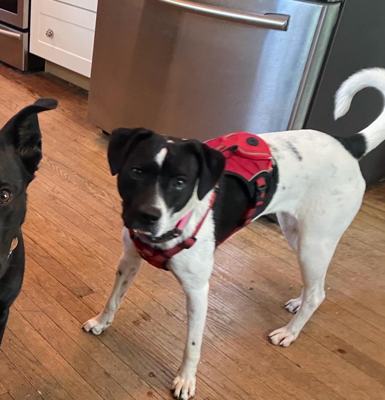 Enlarge Jeri Moo, a Adoptable mixed breed in Rochester, NY image 2/6