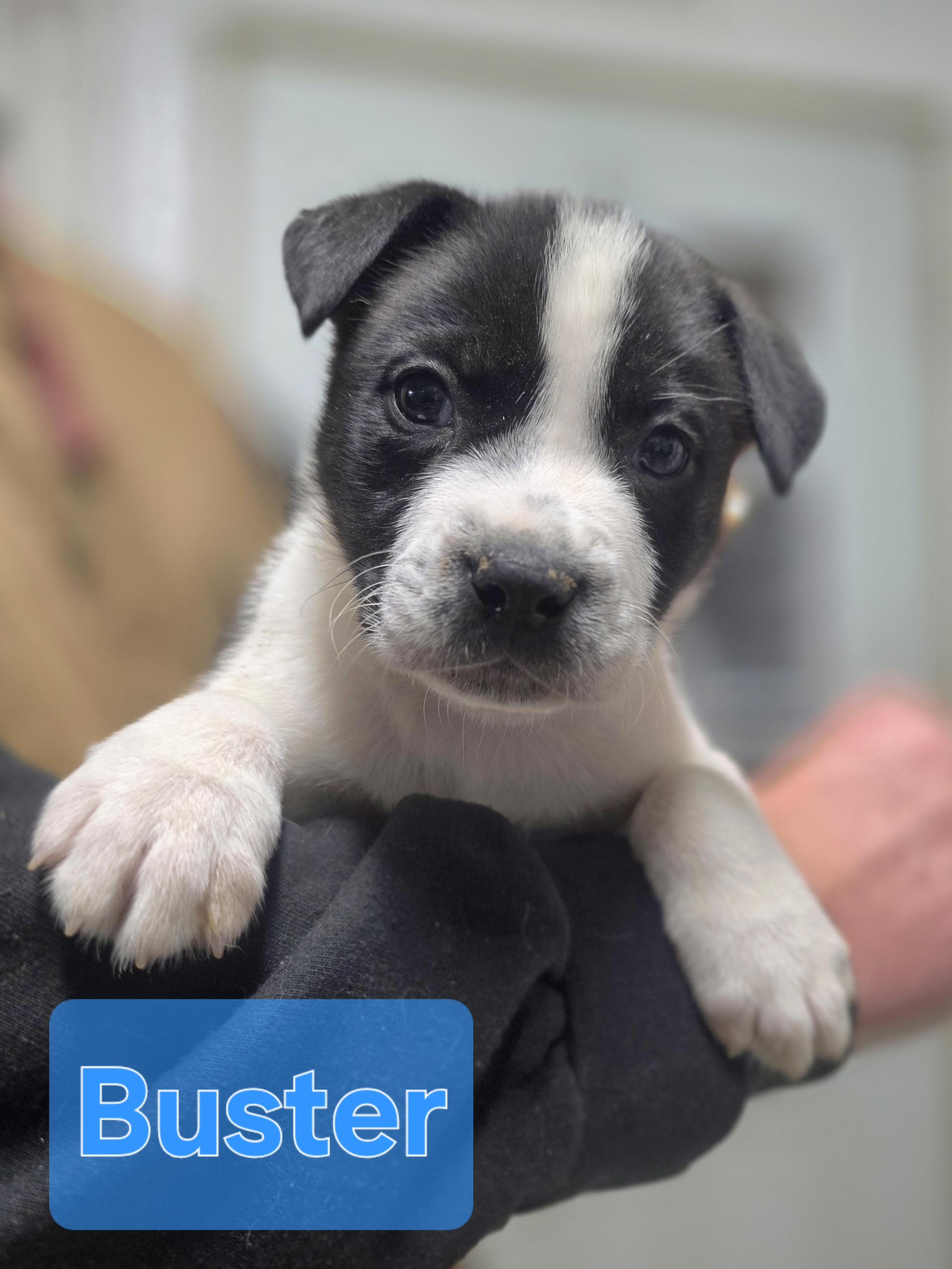 Enlarge Buster , an adopted mixed breed in Walthill, NE image 1/1