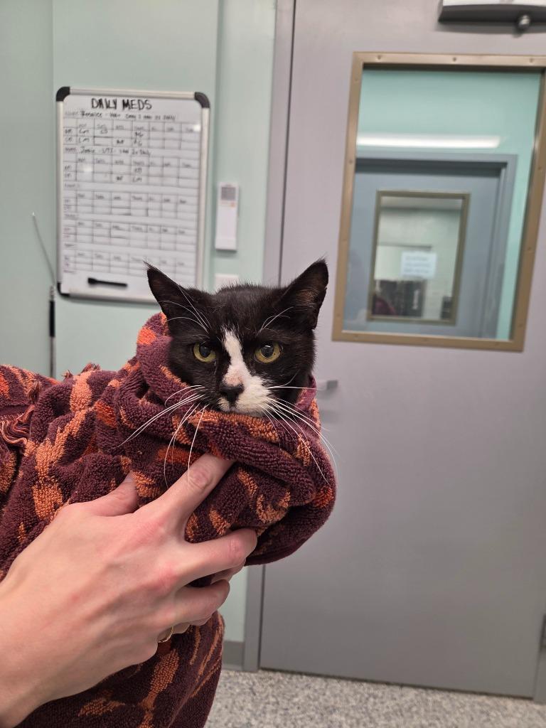 Adelaide, Adoptable, Adult Female Domestic Short Hair.