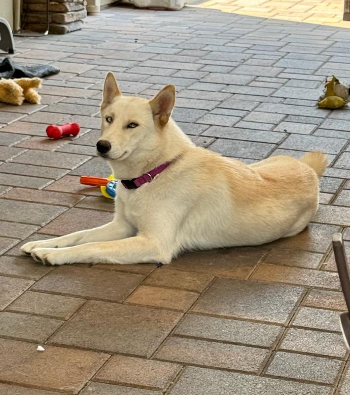 Ocean, Adoptable, Adult Female Husky & German Shepherd Dog.