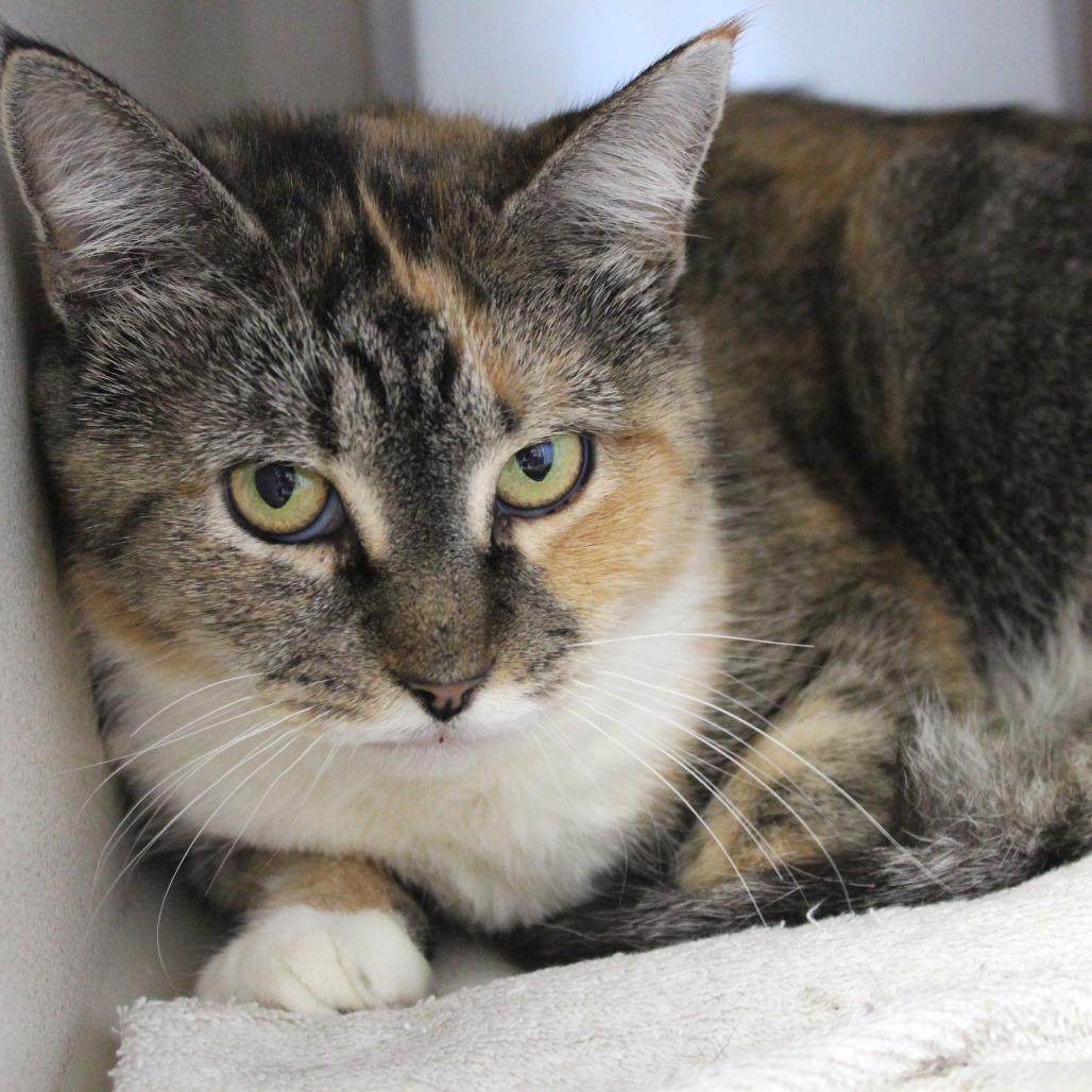 Ugg Boots, Adoptable, Adult Female Domestic Short Hair.