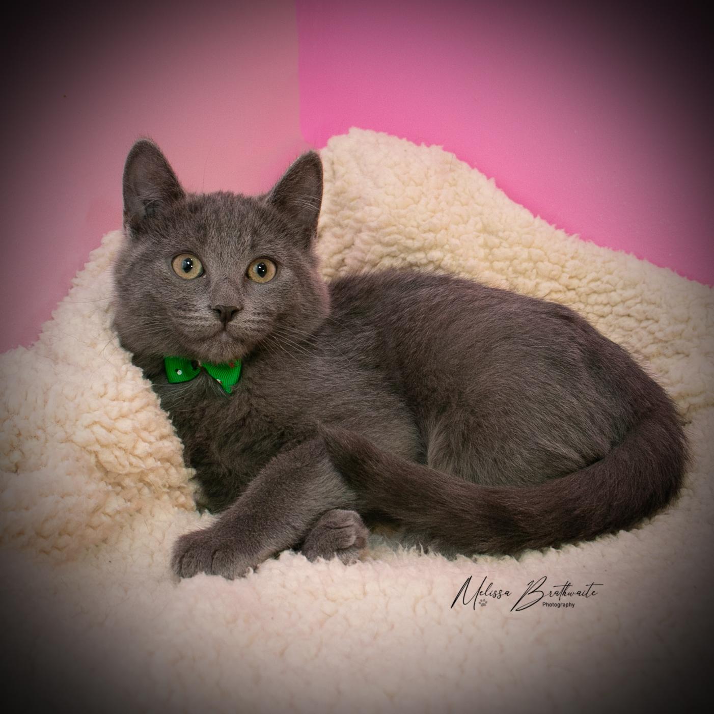 Enlarge Tawiliger, a Adoptable Domestic Short Hair in Calgary, AB image 3/4