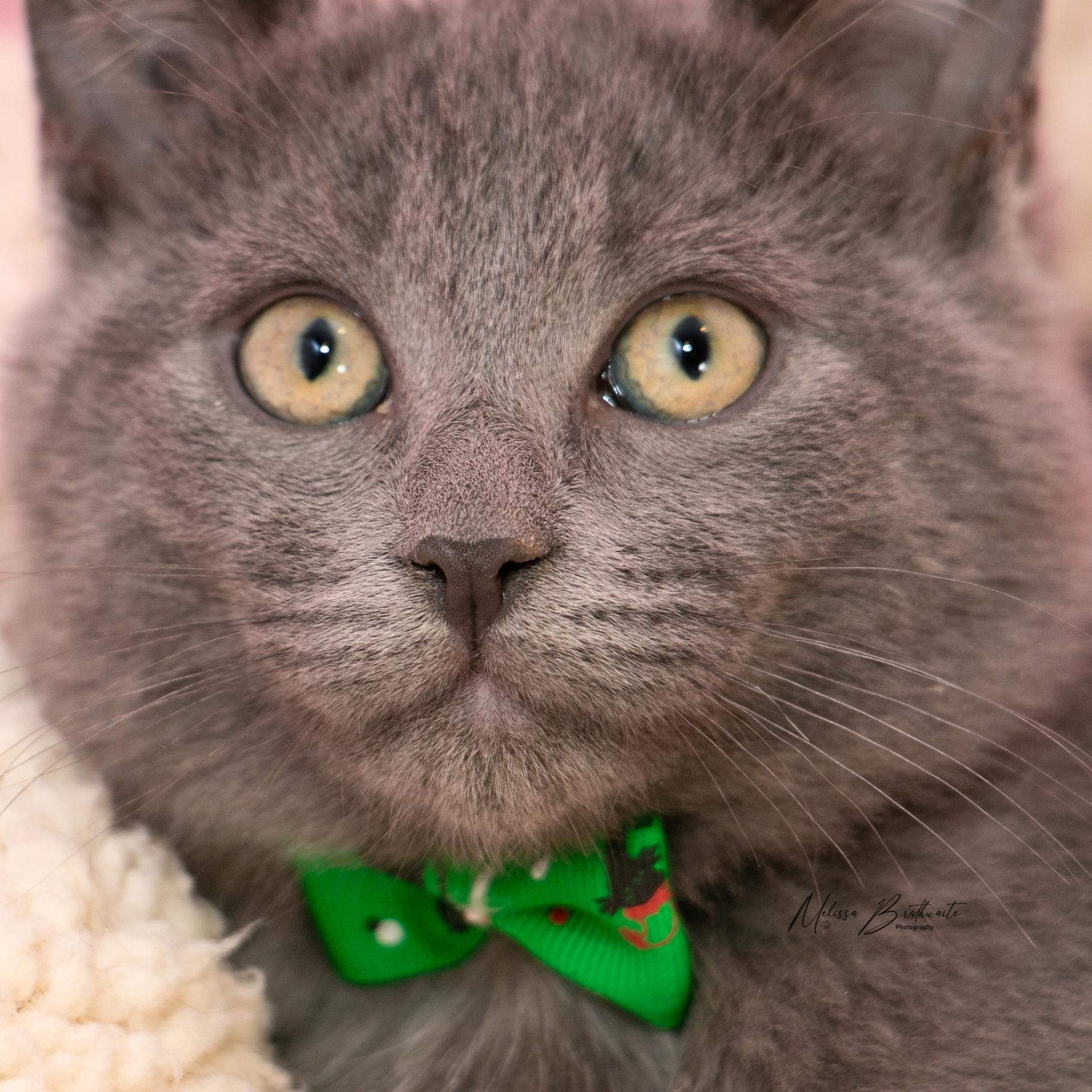 Enlarge Tawiliger, a Adoptable Domestic Short Hair in Calgary, AB image 2/4