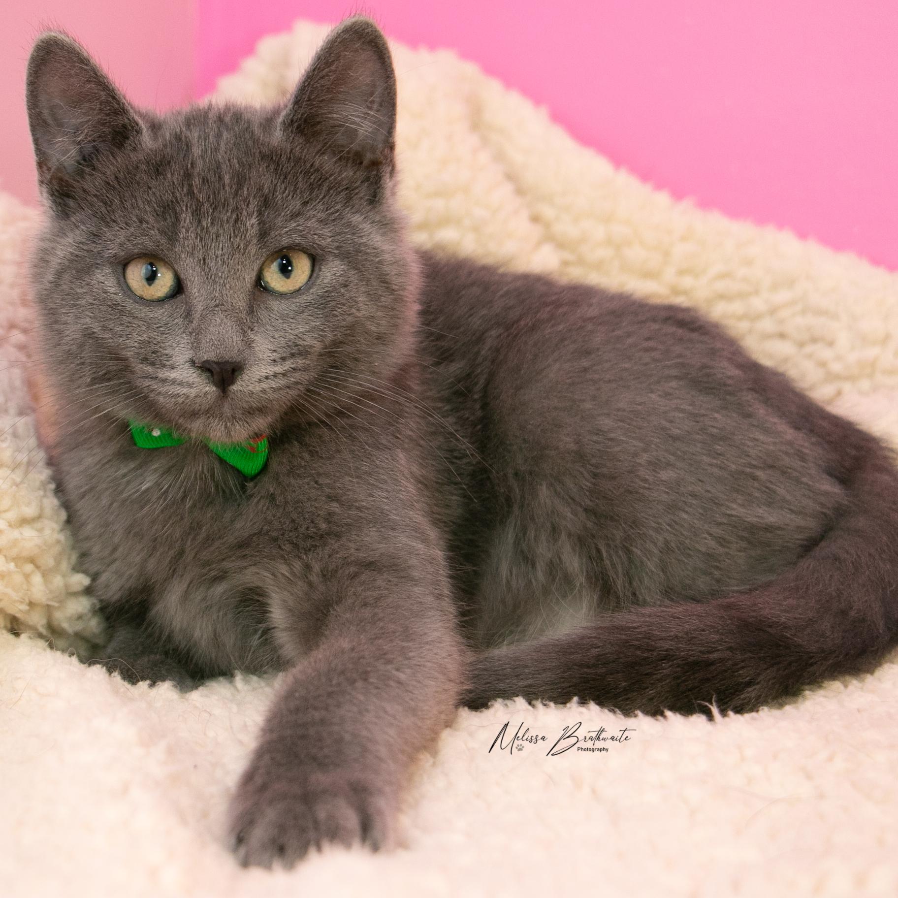 Tawiliger, Adoptable, Kitten Male Domestic Short Hair.