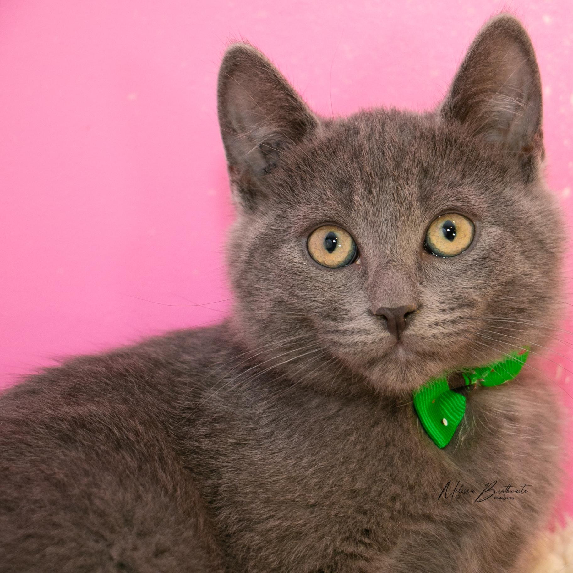 Enlarge Tawiliger, a Adoptable Domestic Short Hair in Calgary, AB image 4/4
