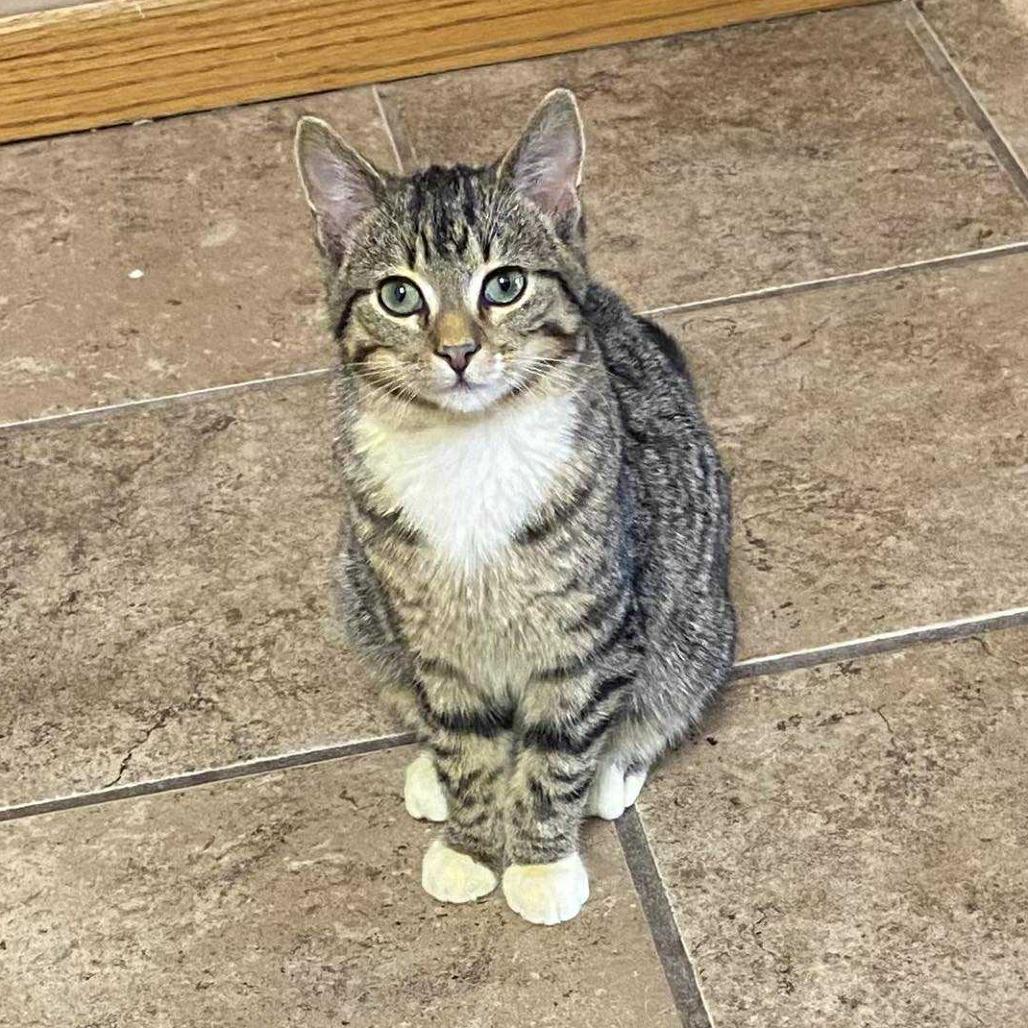 Enlarge Cheif, a Adoptable Domestic Short Hair in Tulsa, OK image 1/1