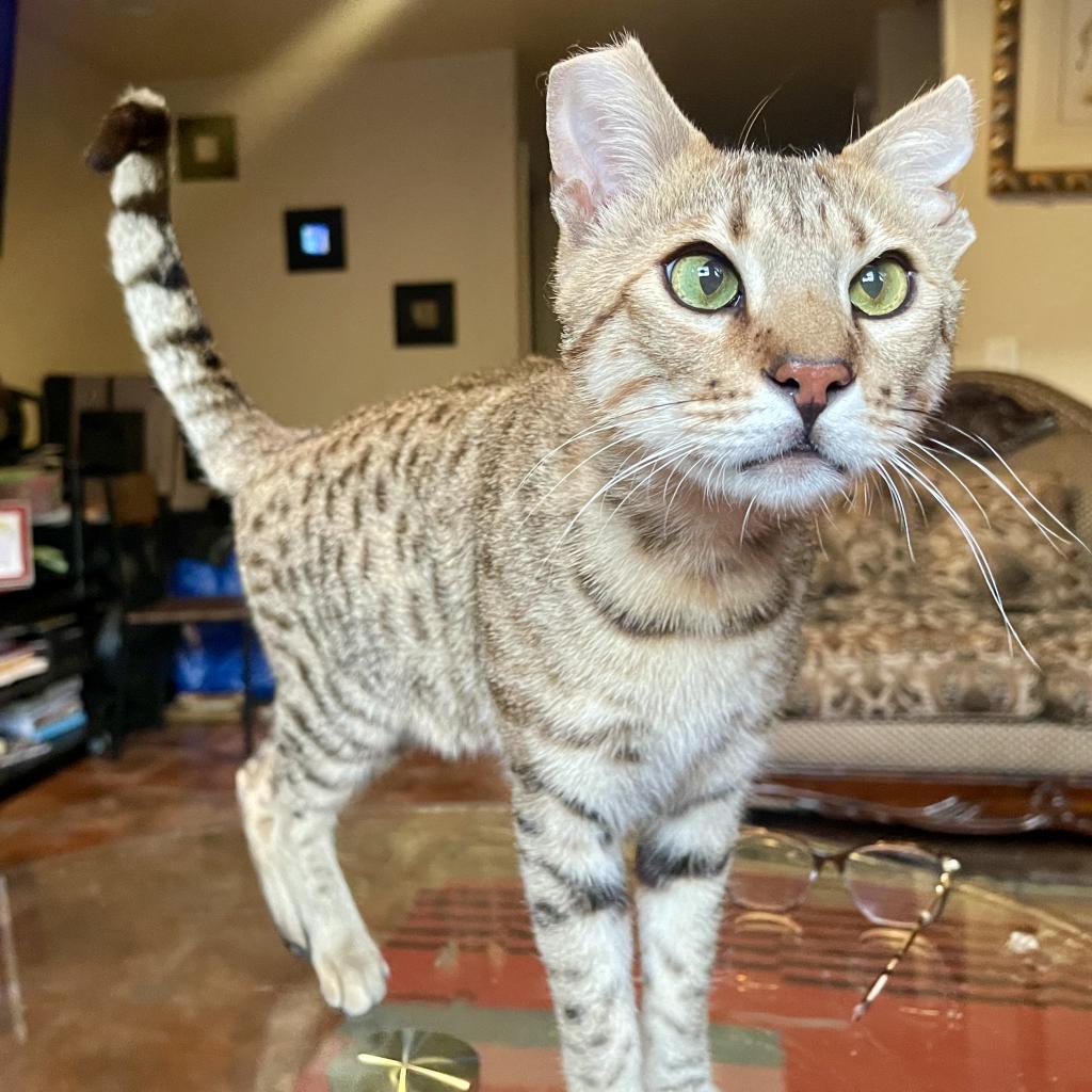 Elegante — thumbnail 3