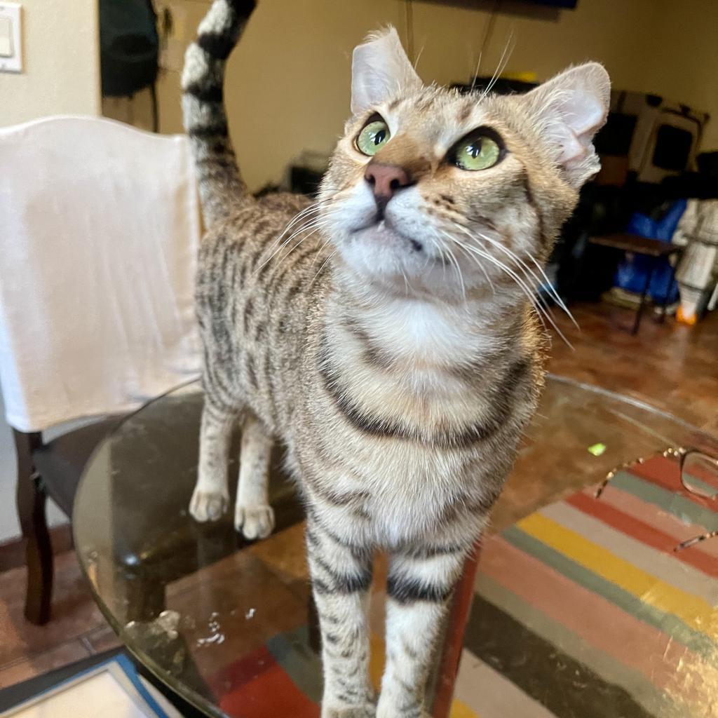 Elegante — thumbnail 4