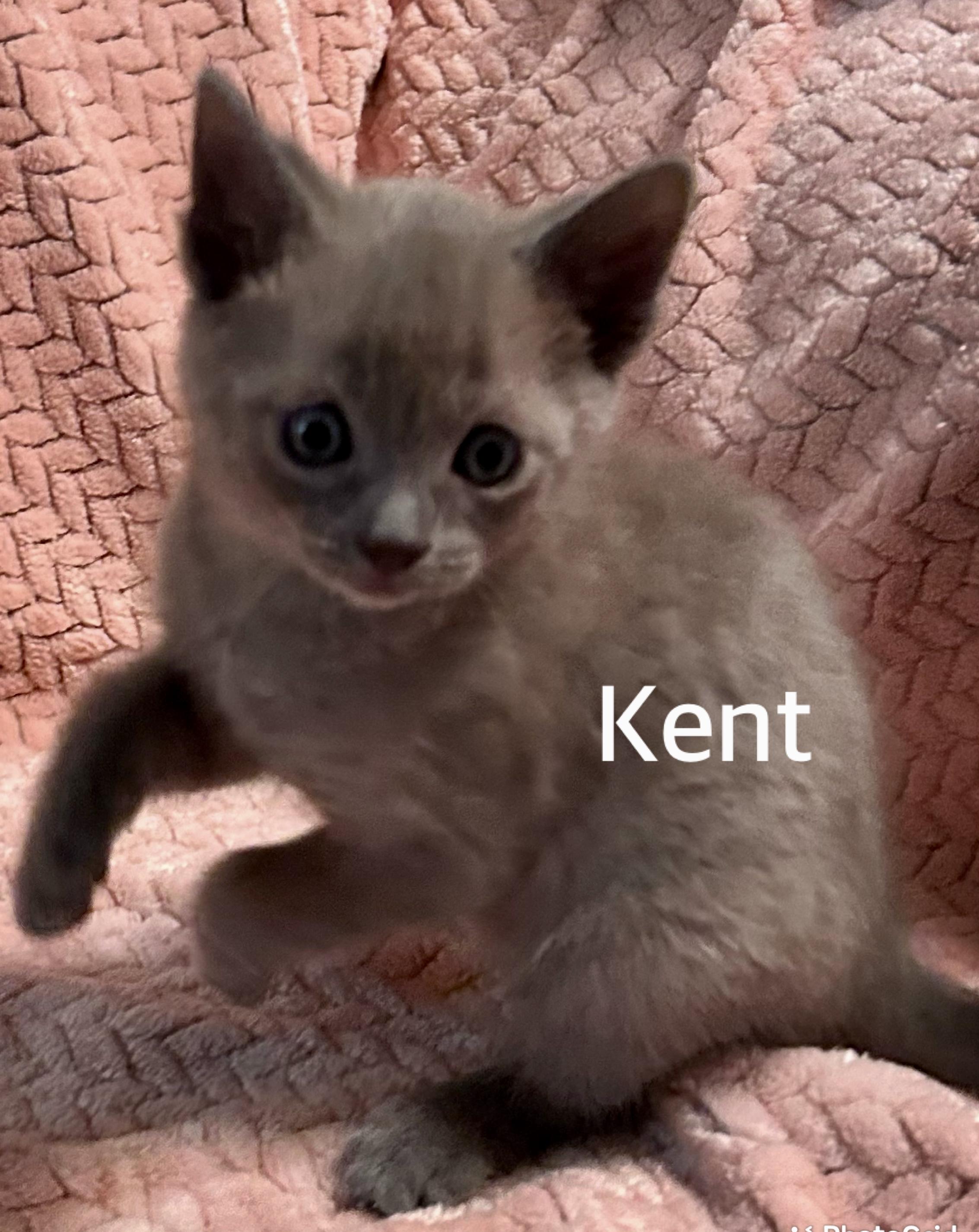 Kent, adopted, Kitten Male Domestic Short Hair.
