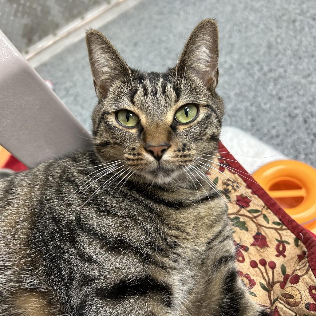 Padma (Hattie) 26525, Adoptable, Young Female Domestic Short Hair.