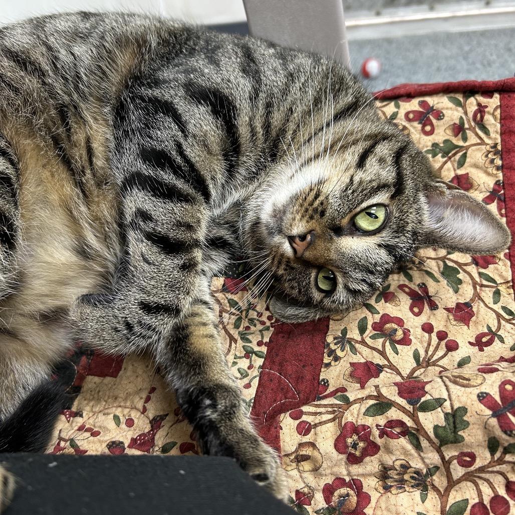 Enlarge Padma (Hattie) 26525, a Adoptable Domestic Short Hair in Middleburg, FL image 2/4