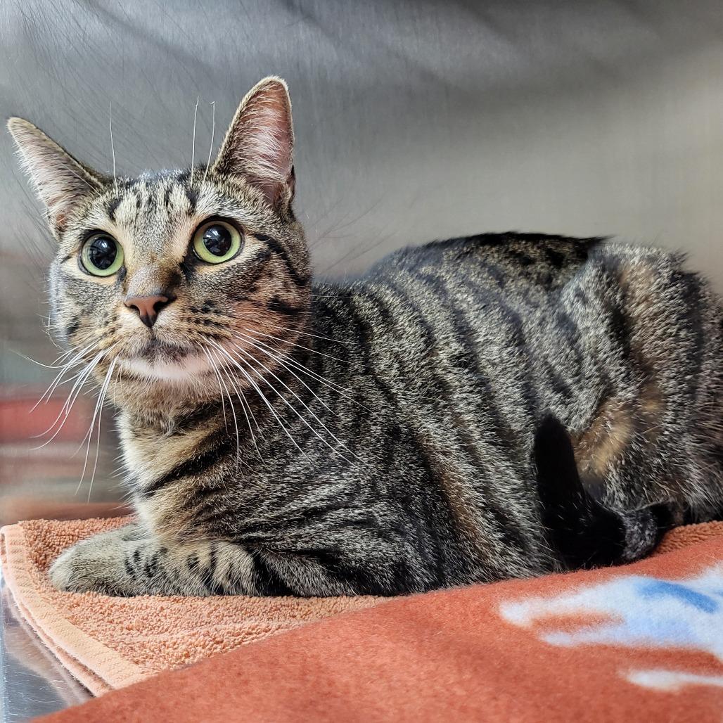 Enlarge Padma (Hattie) 26525, a Adoptable Domestic Short Hair in Middleburg, FL image 3/4