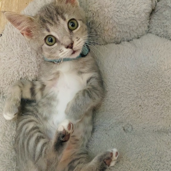 Cat for adoption Hoya, a Domestic Short Hair Mix in Martinsville, VA