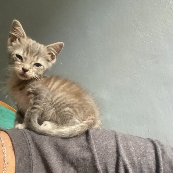 Cat for adoption Hoya, a Domestic Short Hair Mix in Martinsville, VA