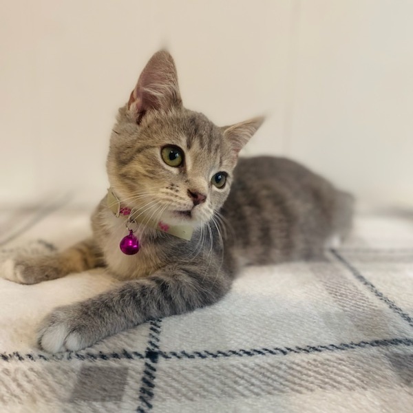 Cat for adoption Hoya, a Domestic Short Hair Mix in Martinsville, VA