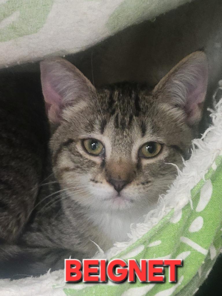 Beignet, Adoptable, Young Female Domestic Short Hair.