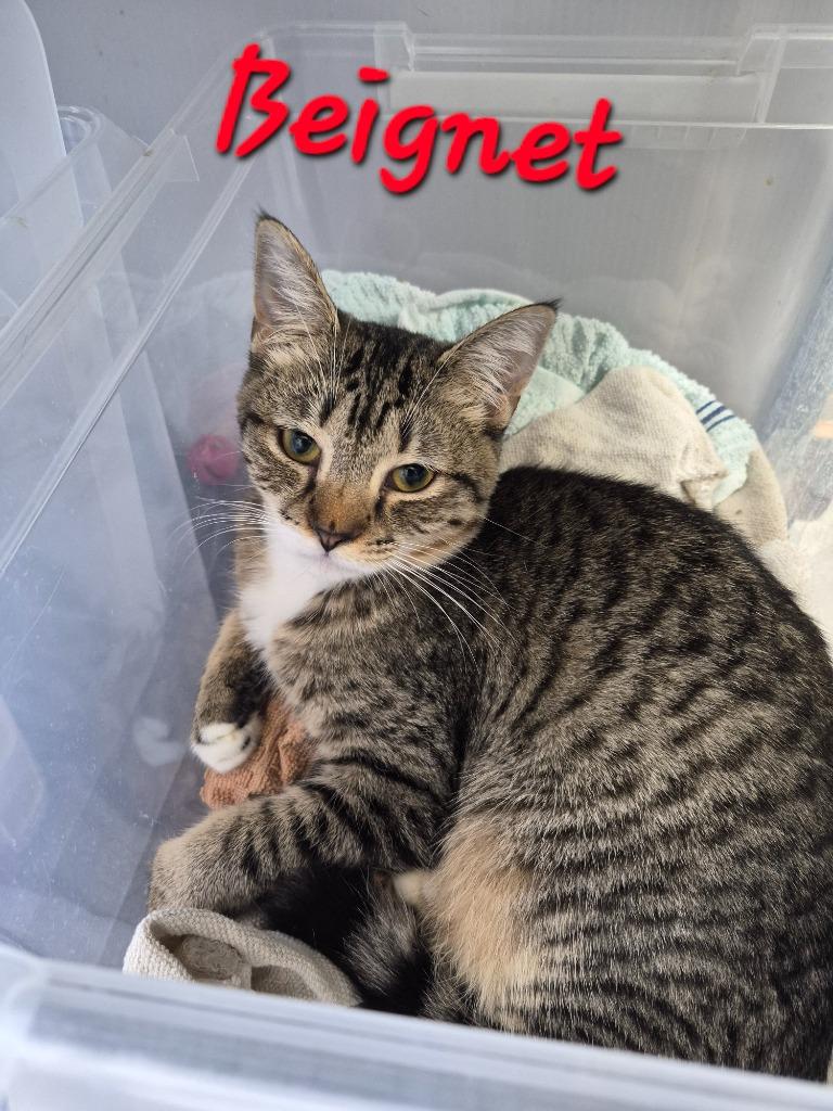 Enlarge Beignet, a Adoptable mixed breed in Rome, GA image 2/2